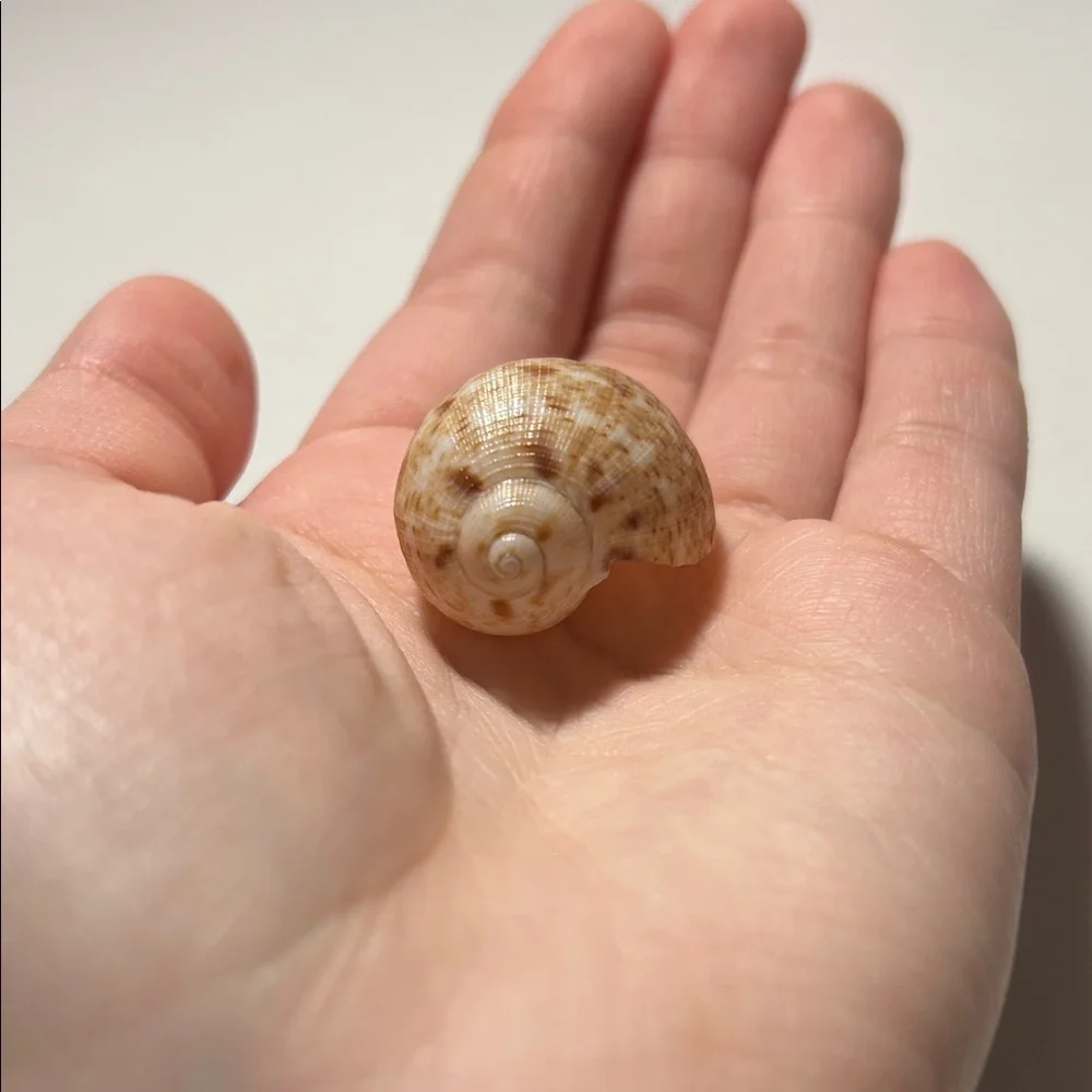 Natural Seashell Collection for Small Pets
